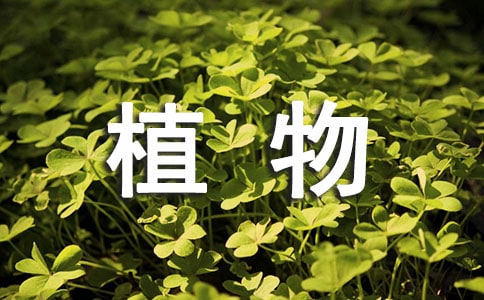 小学二年级作文：《植物大战僵尸》